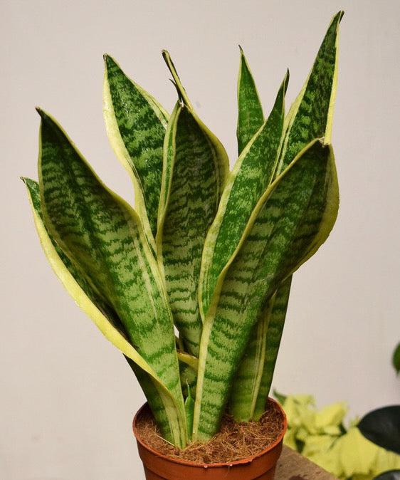 Anopinkieli (Sansevieria)