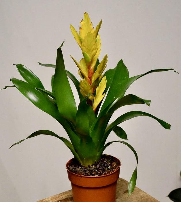 Koristeananas (ananas comosus)