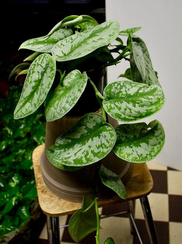 Hopeaköynnös (Scindapsus)