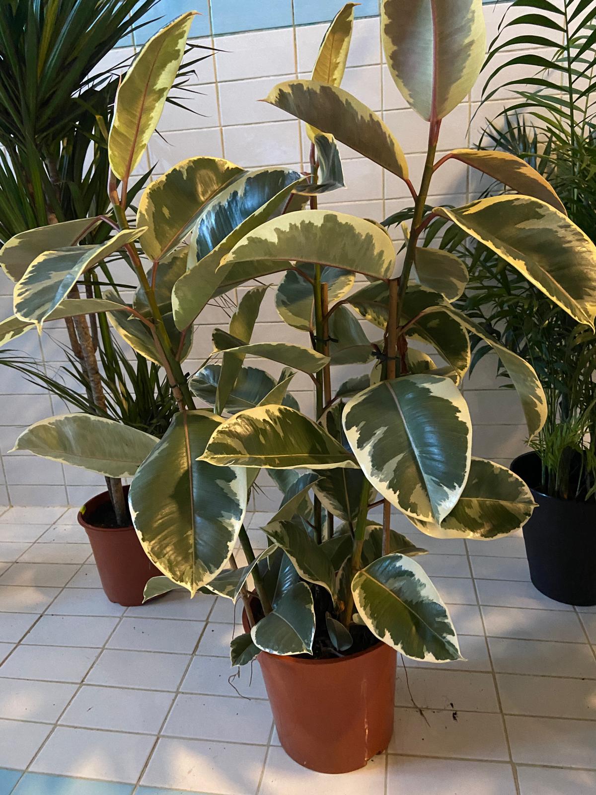 Kumificus