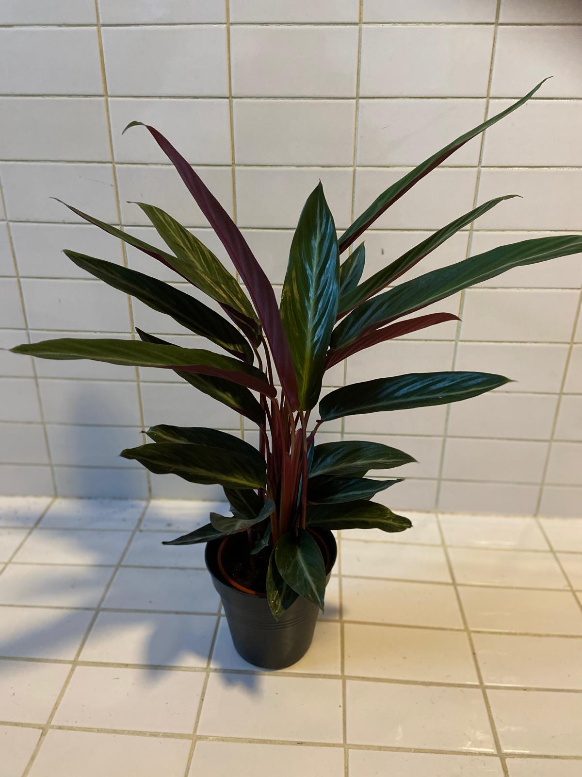 Maija(calathea)