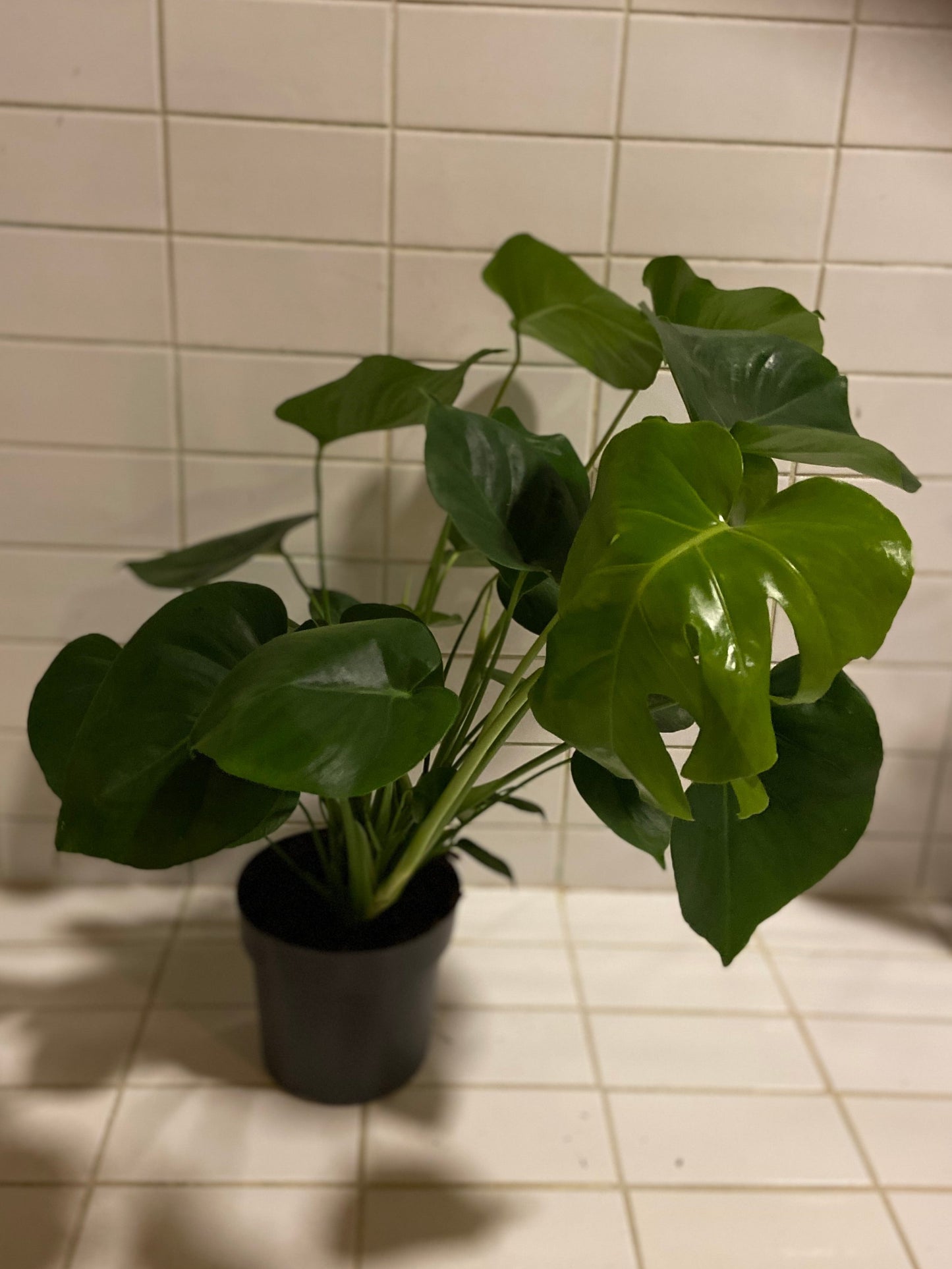 Peikonlehti (Monstera)