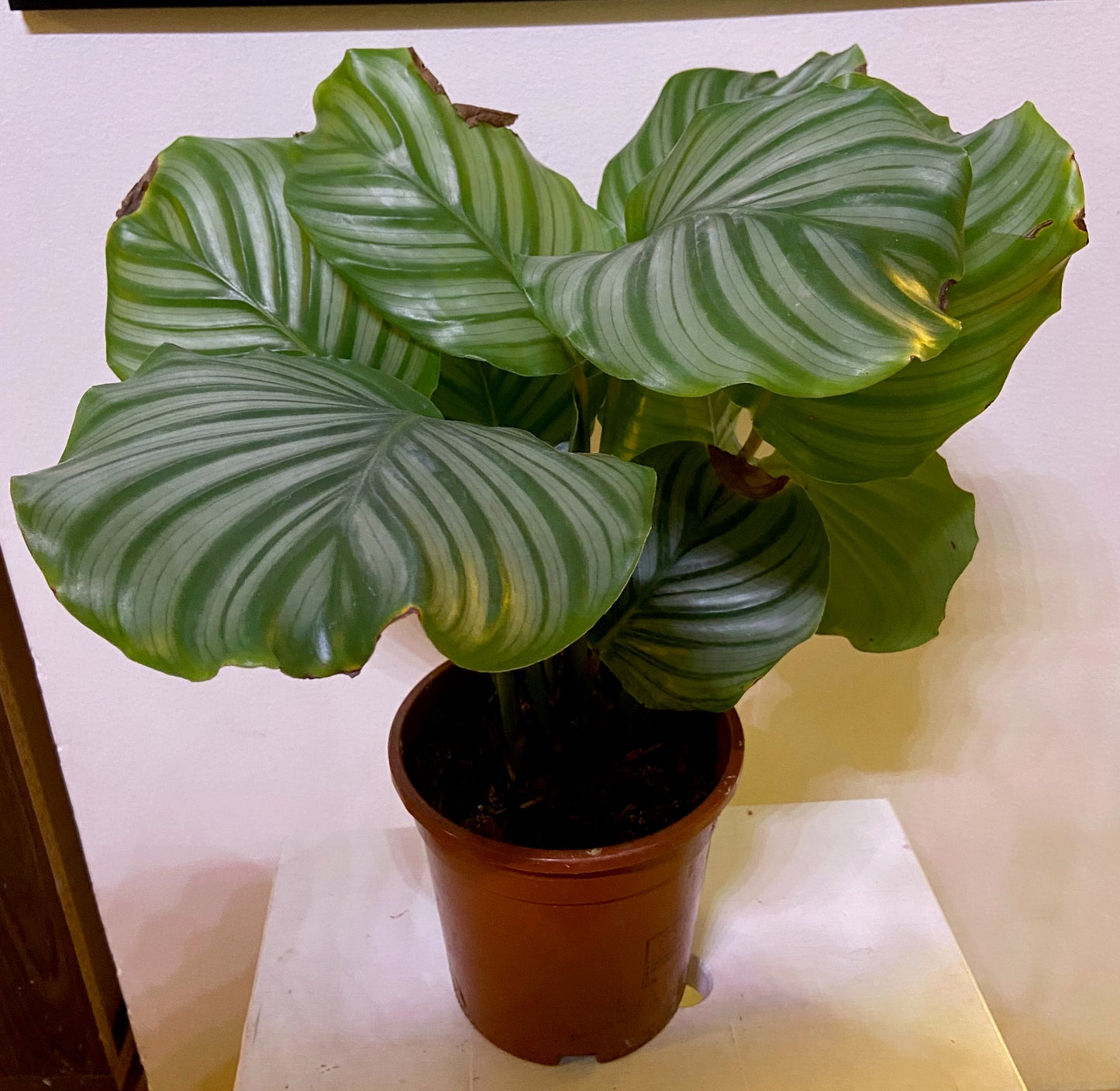 Maija (Calathea)