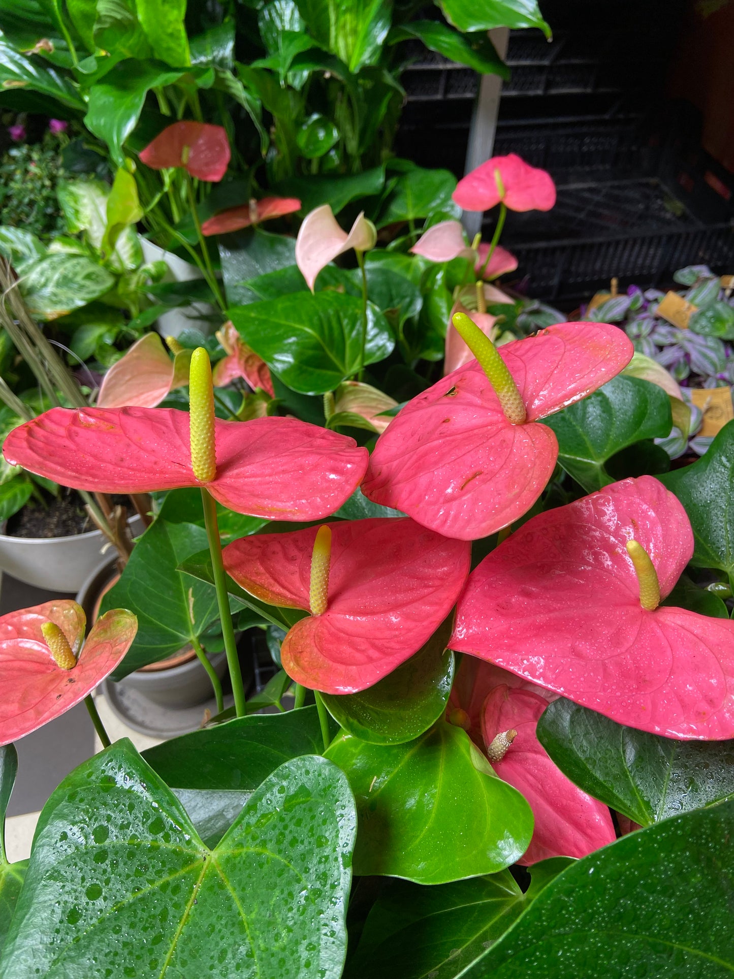 Flamingokukka (Anthurium)