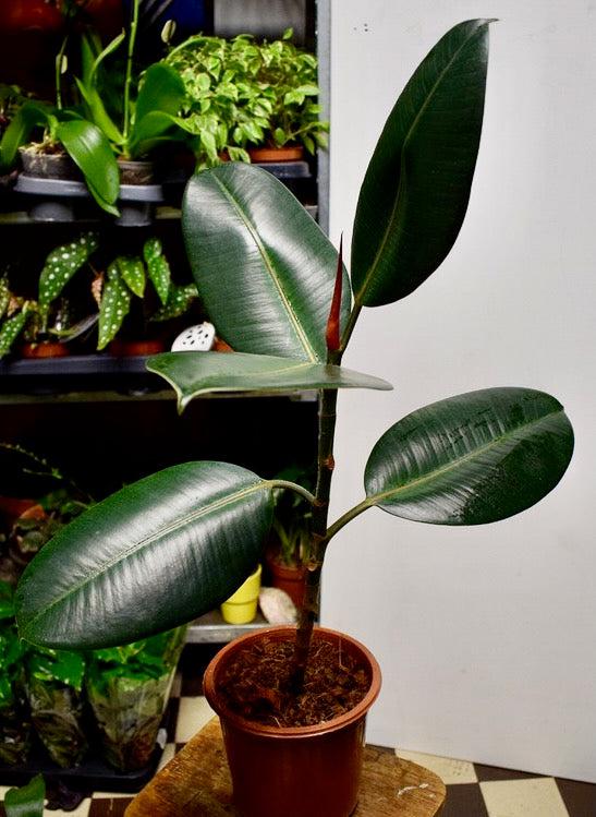 Kumipuu (Ficus)