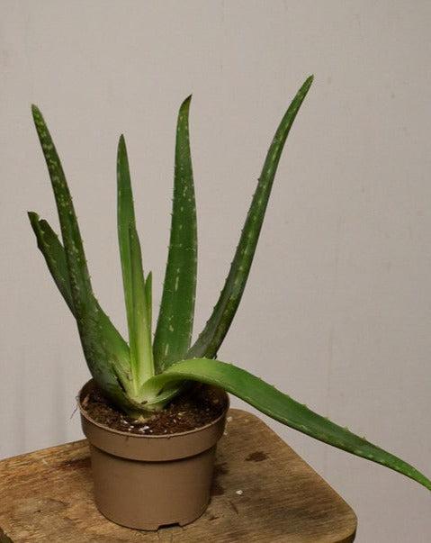 Lääkeaaloe (Aloe vera)