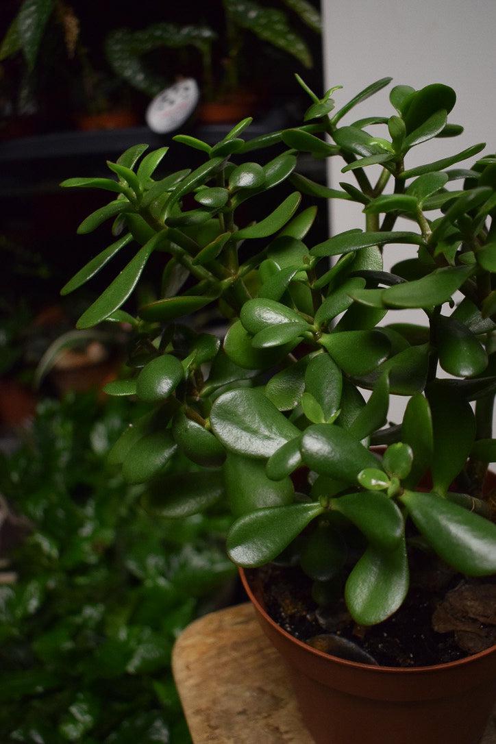 Rahapuu (Crassula ovata)