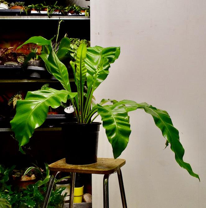 Raunioinen (Asplenium)