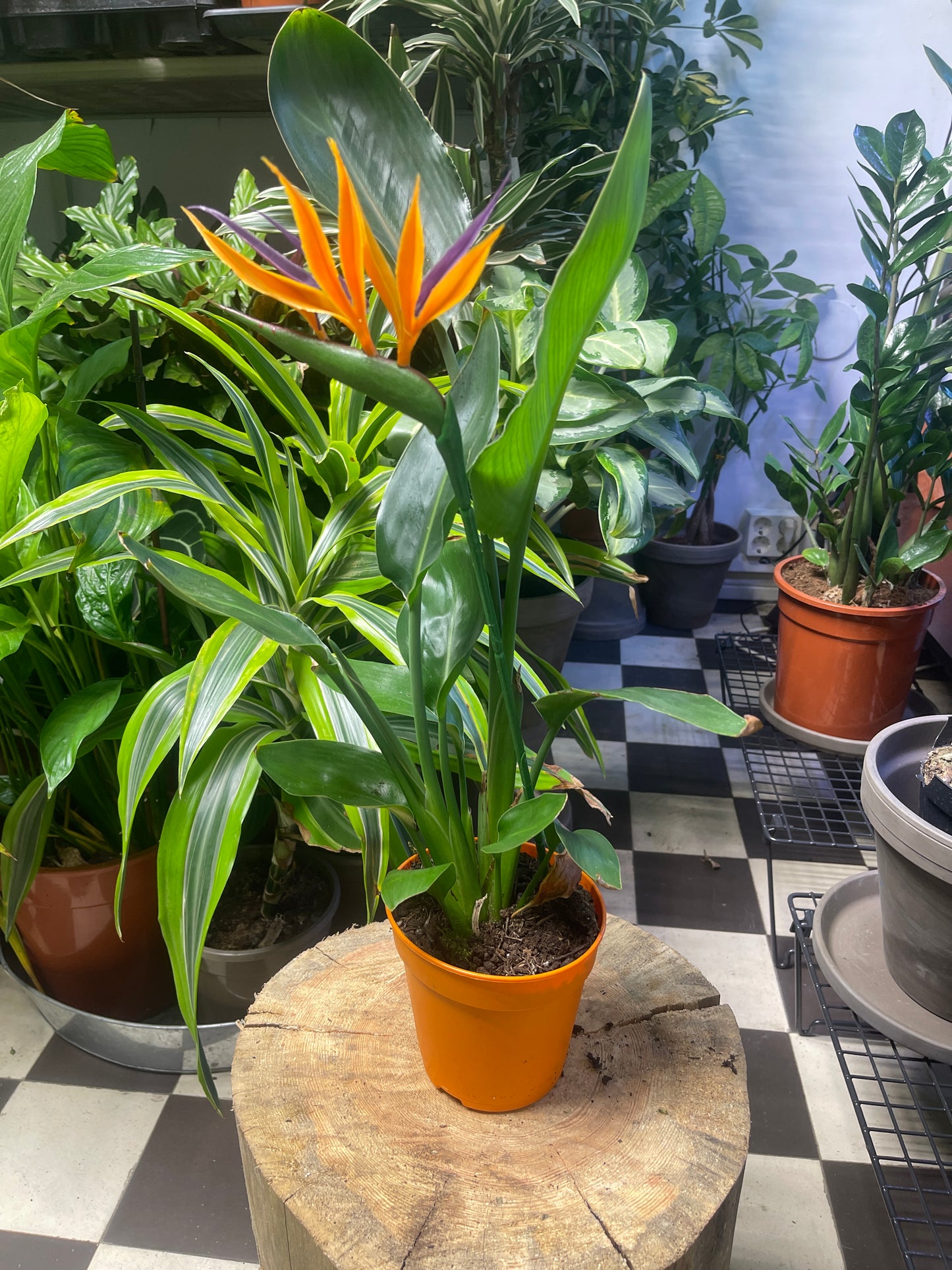 Kolibrikukka (Strelitzia)