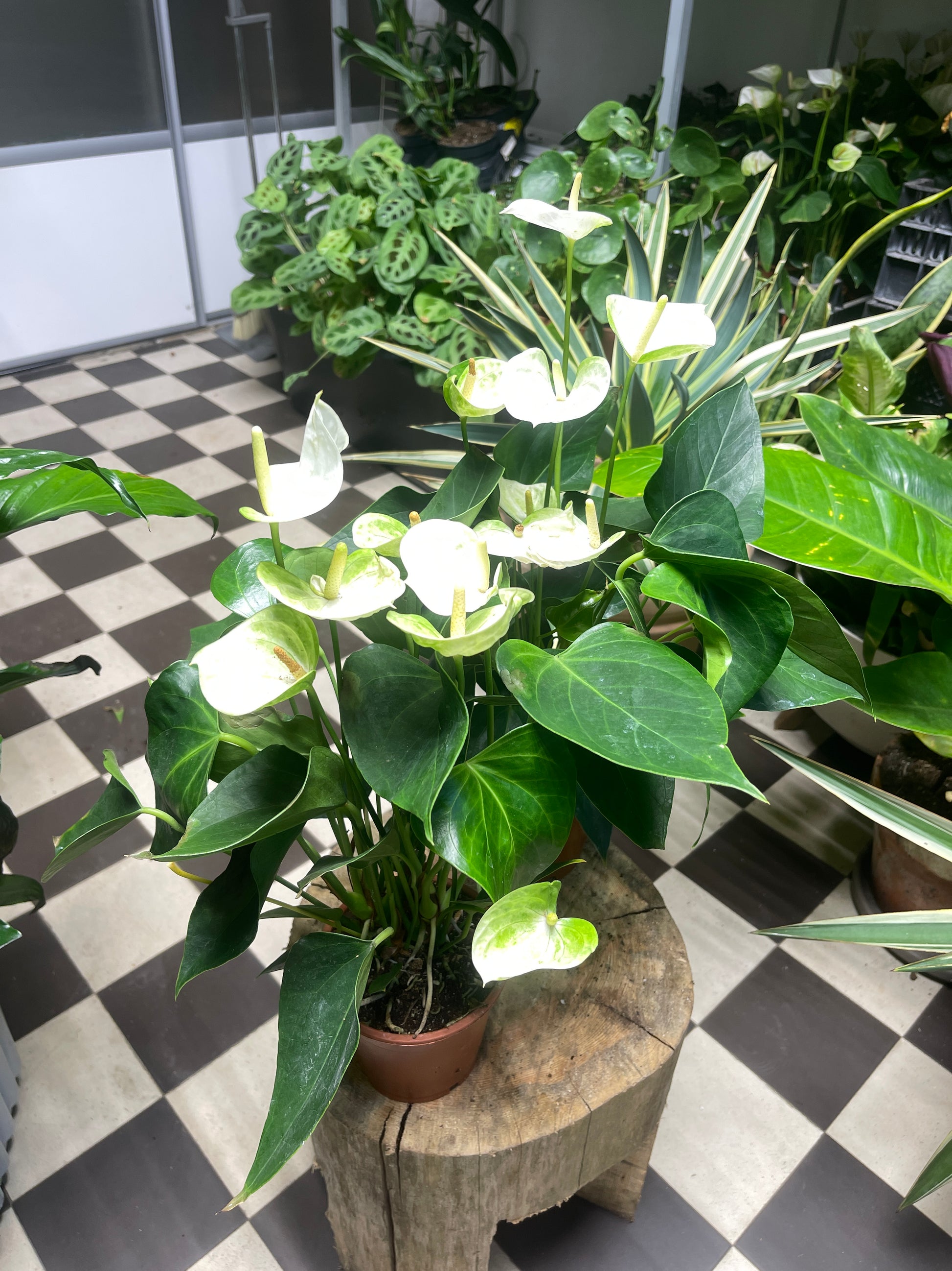 Flamingokukka (Anthurium)