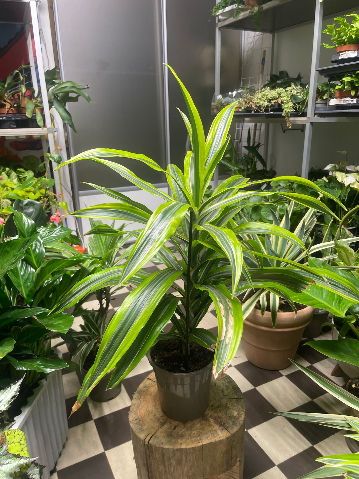 Traakkipuu (Dracaena)
