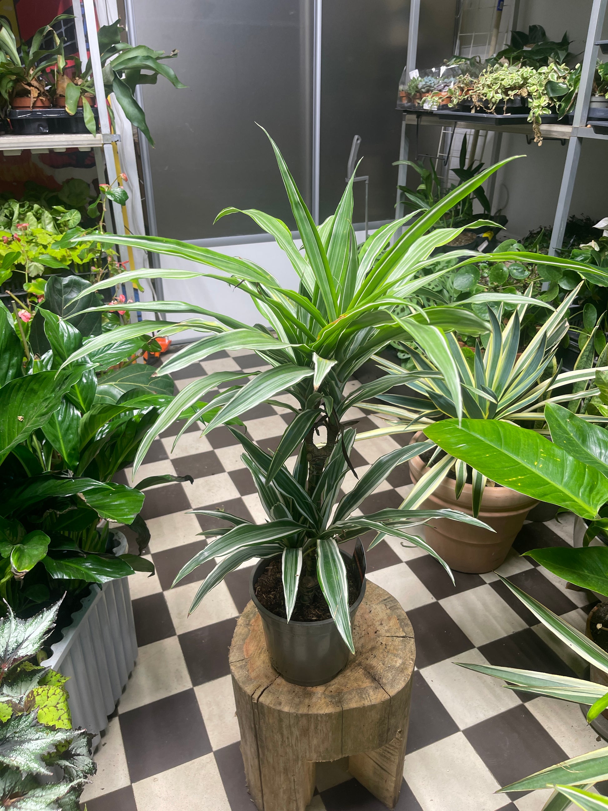 Traakkipuu (Dracaena)