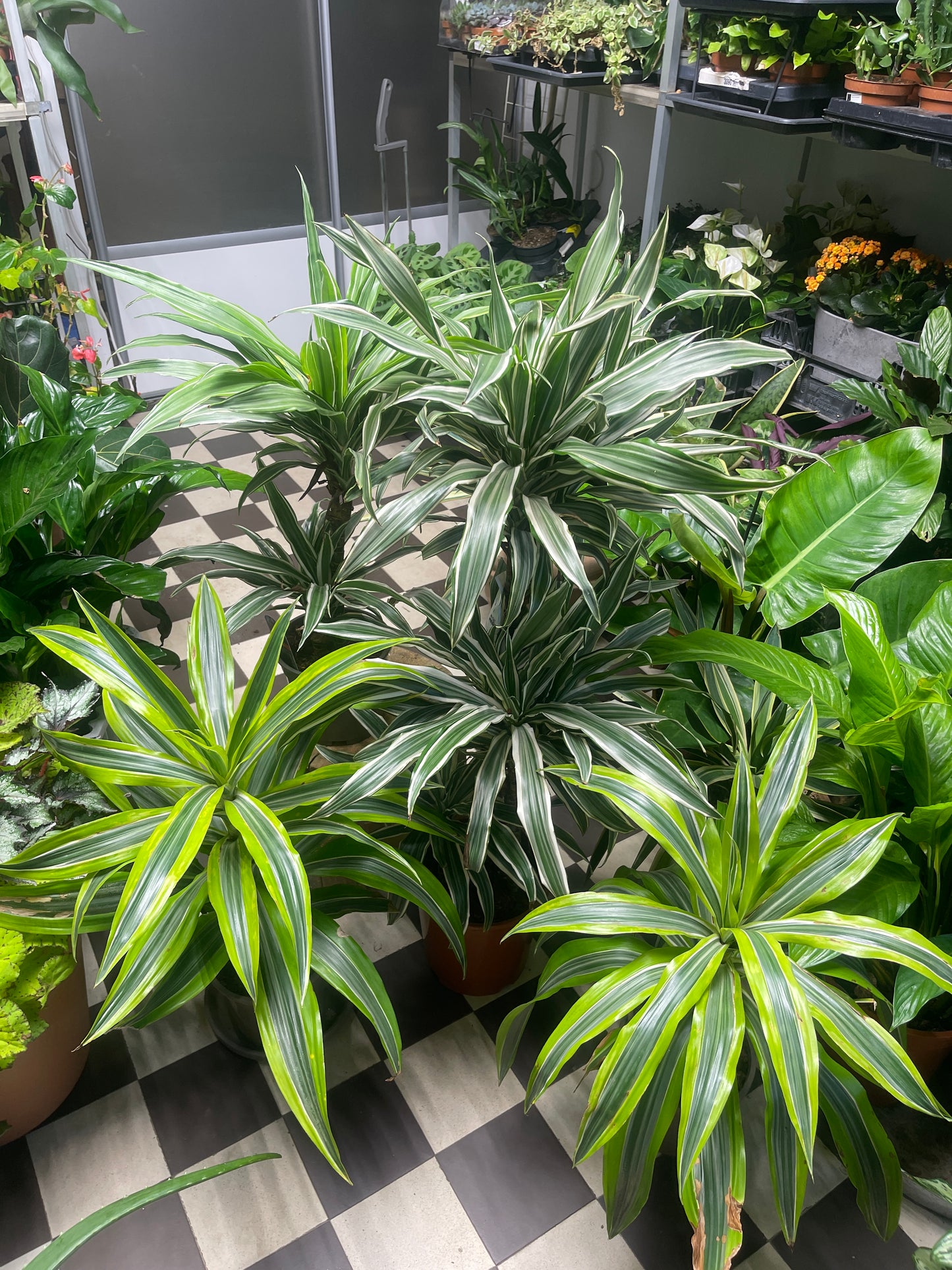 Traakkipuu (Dracaena)