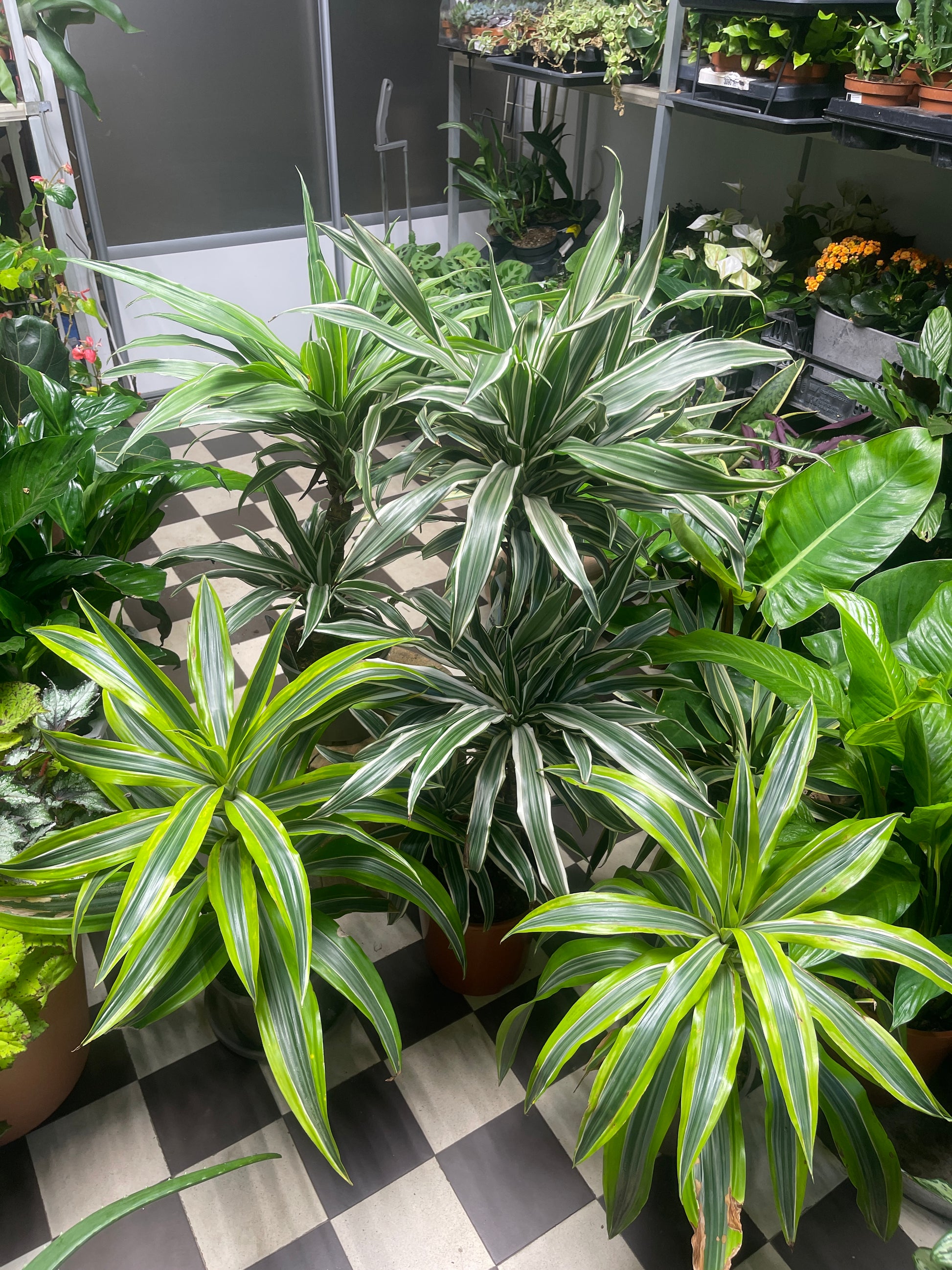 Traakkipuu (Dracaena)