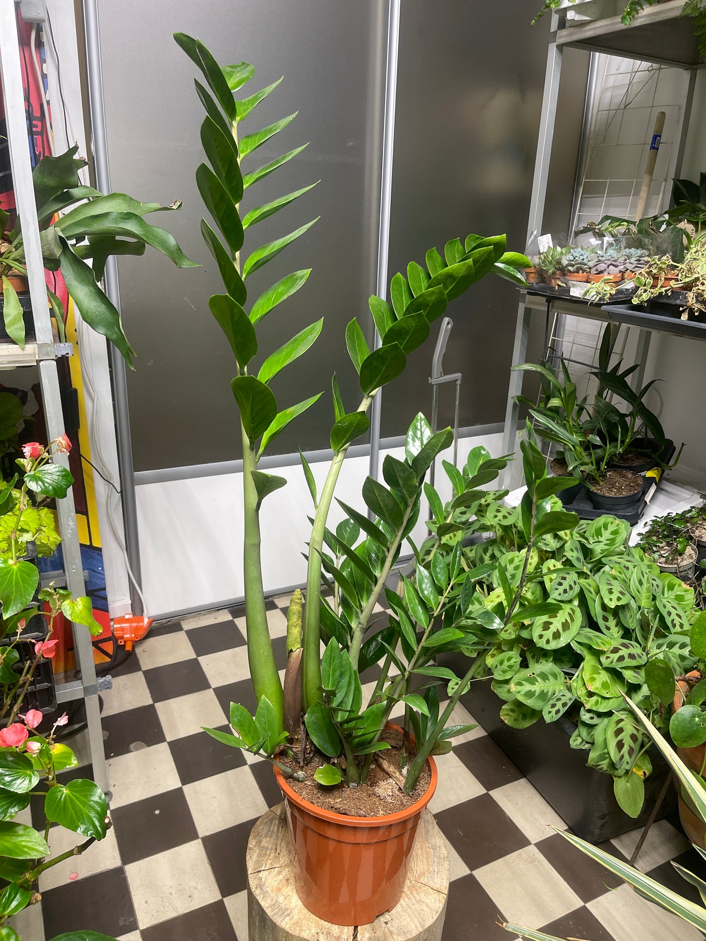 Palmuvehka (Zamioculcas)