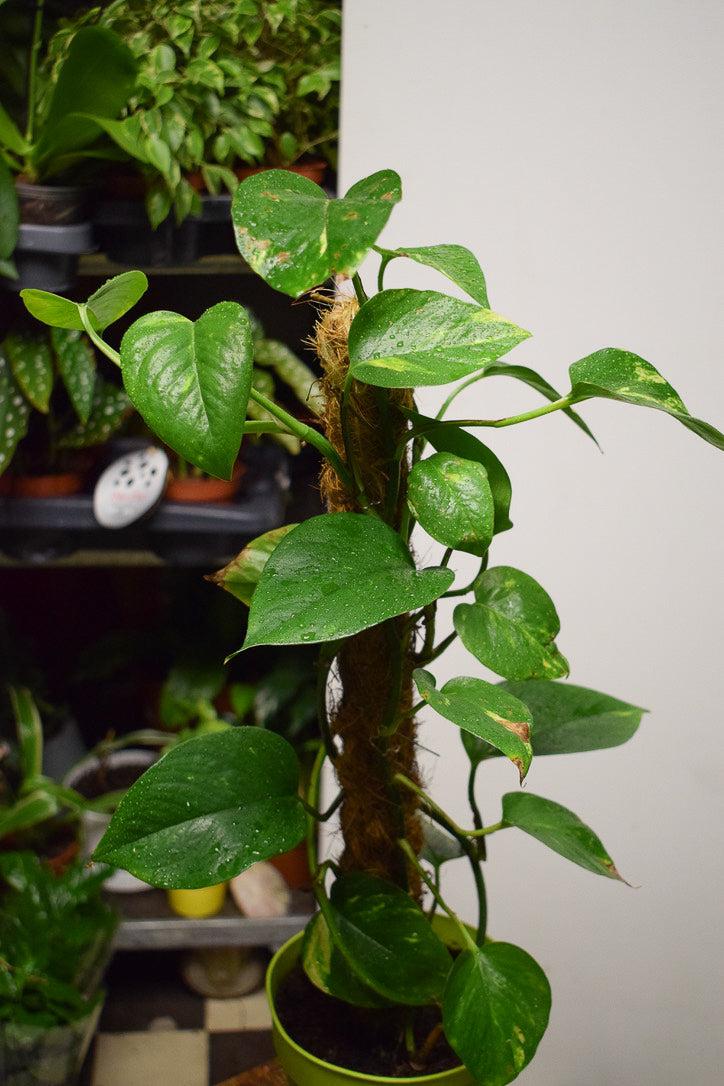 Kultaköynnös (Epipremnum)