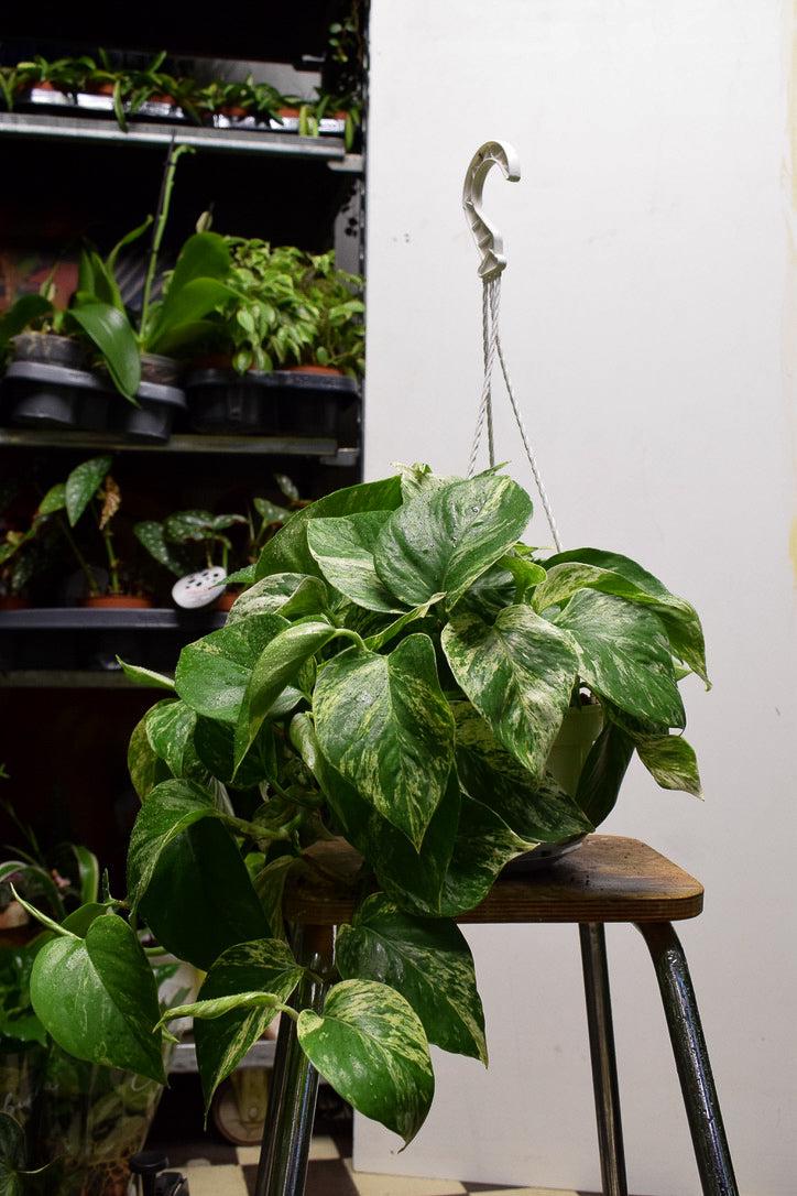 Kultaköynnös (Epipremnum)