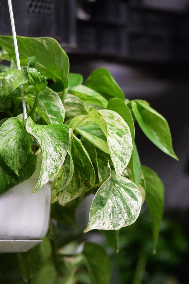 Kultaköynnös (Epipremnum)