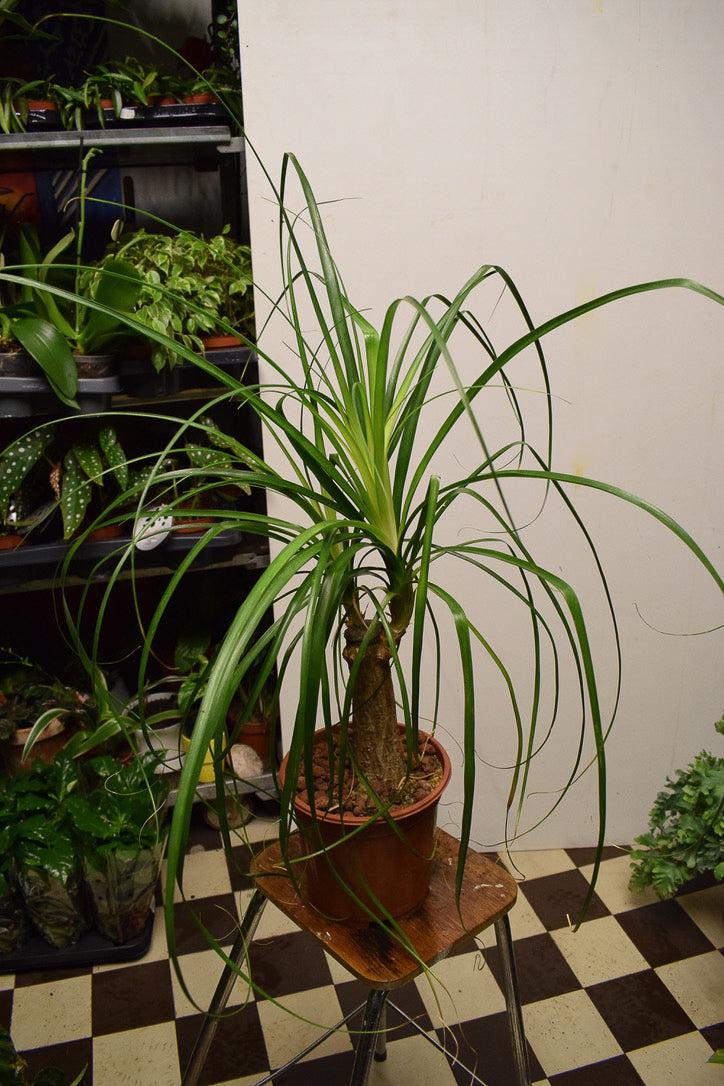 Pullojukka (Nolina recurvata)