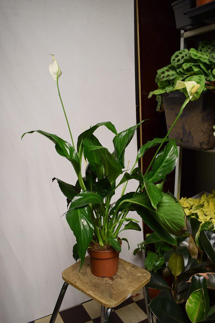 Viirivehka (Spathiphyllum)